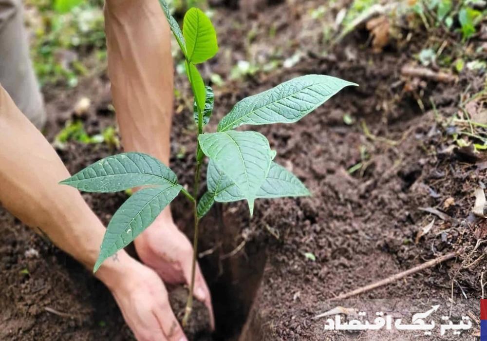 خرید نهال به همراه نکات کاشت، آبیاری و کوددهی