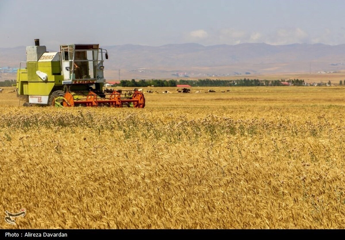 بدهی دولت به گندمکاران چقدر است؟