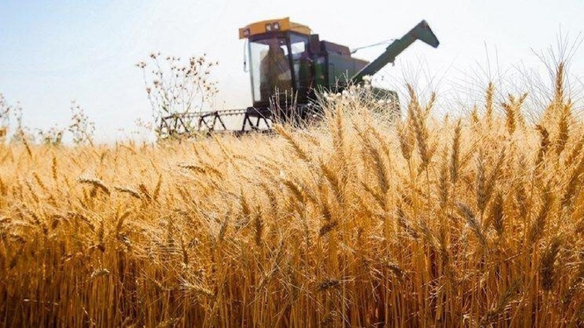 خبر خوش برای کشاورزان/ مطالبات گندمکاران تا فردا تسویه می‌شود