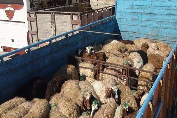 دام زنده گران می‌شود یا ارزان می‌ماند؟ آخرین جزئیات قیمت‌ها در استان‌ها