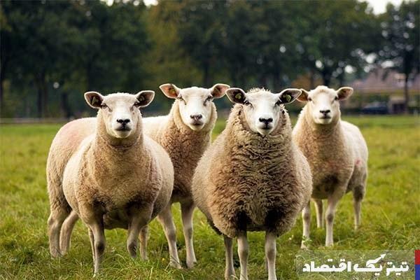 ثبات بازار دام در آخرین روزهای سال؛ گوسفند و گوساله چقدر شدند؟