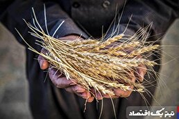 نرخ پیشنهادی خرید تضمینی گندم اعلام شد