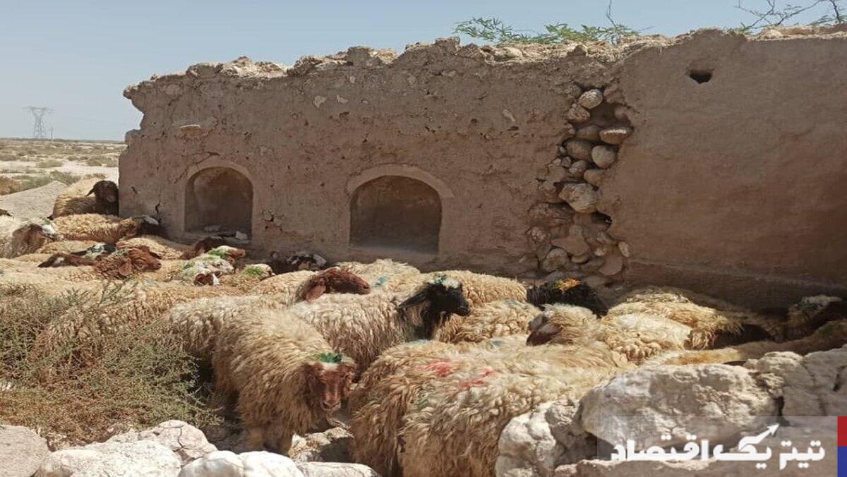 قیمت دام زنده امروز ۱۵ اردیبهشت ۱۴۰۴ + جدول