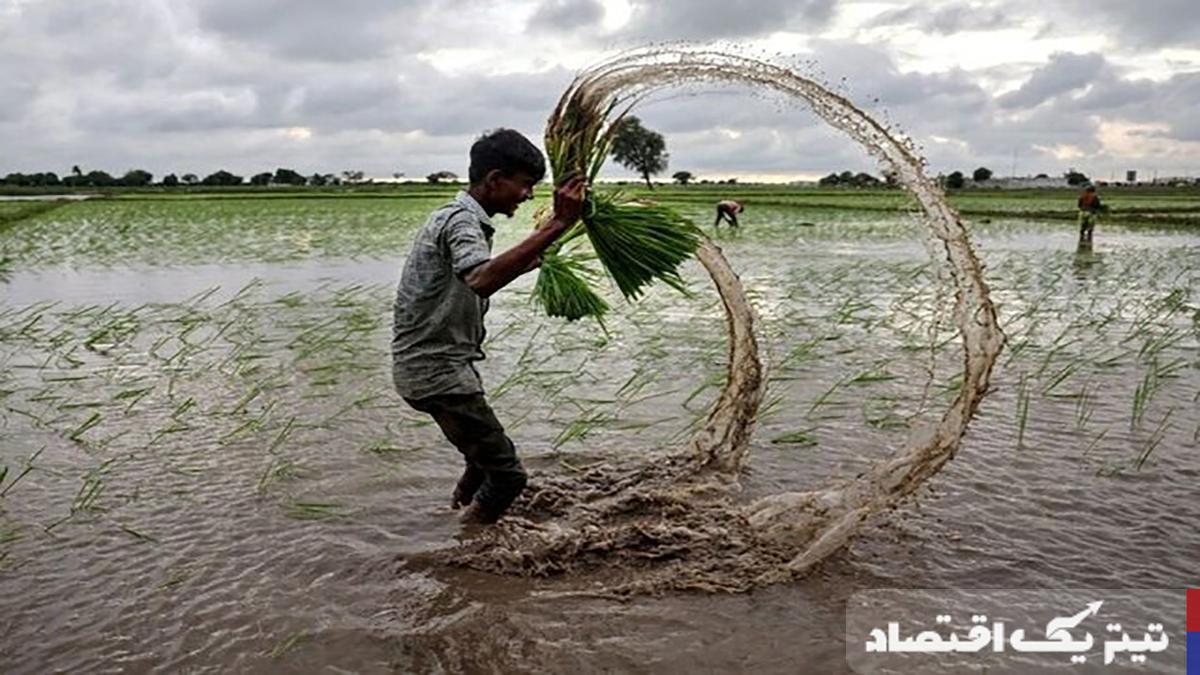 قیمت جهانی برنج به کف خود رسید