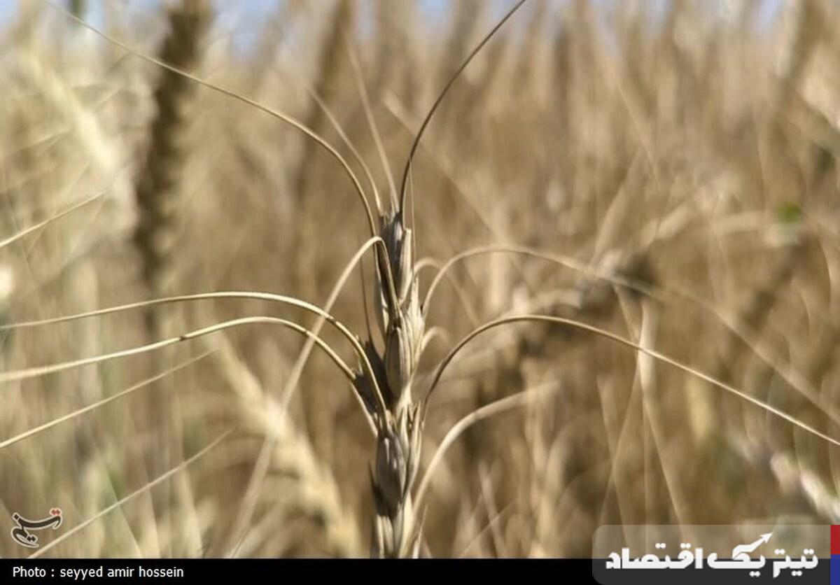 خرید تضمینی گندم از ۱.۵ میلیون تن گذشت