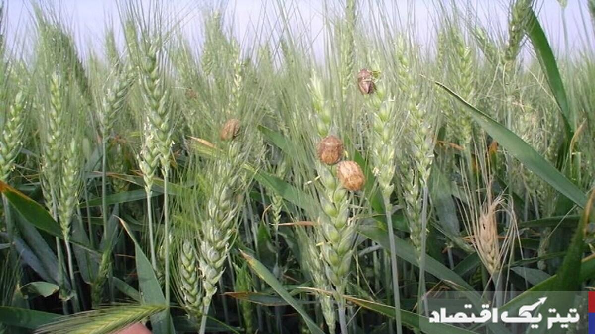 سطح مبارزه علیه آفت سن گندم به یک میلیون و ۹۰۰ هزارهکتار رسید