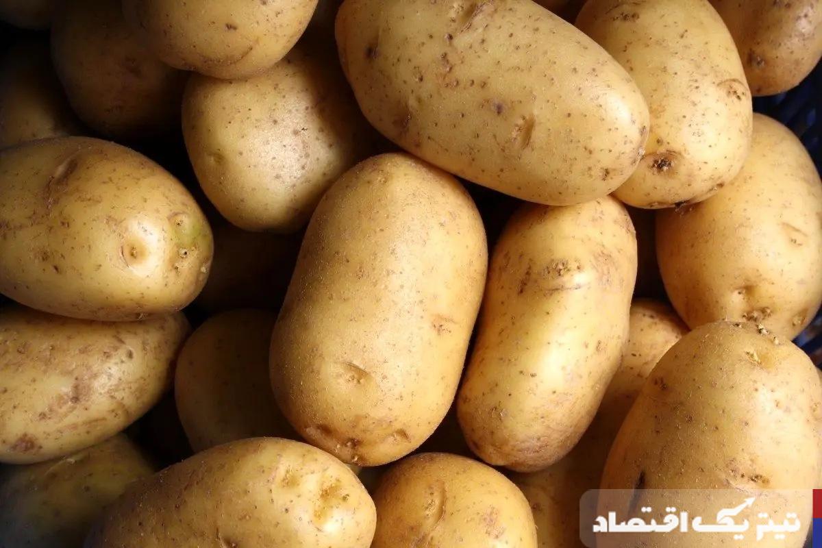 قیمت سیب زمینی به یکسال قبل برنمیگردد