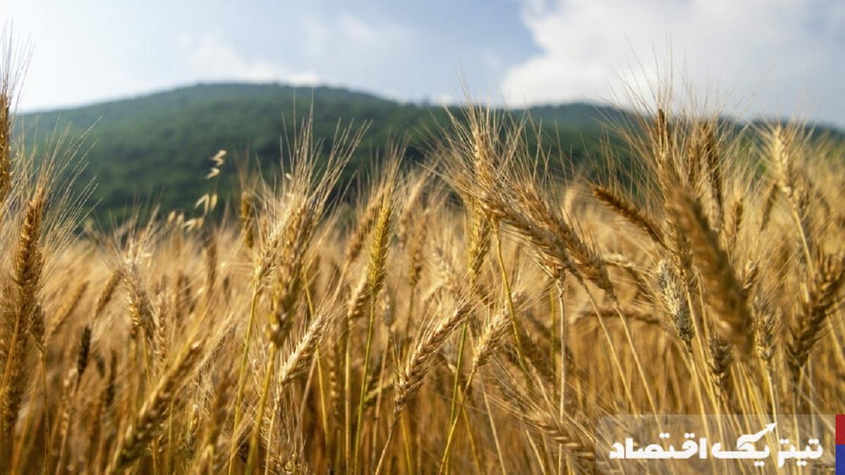 ارزش خرید تضمینی گندم به ۴۰ هزارمیلیارد تومان رسید
