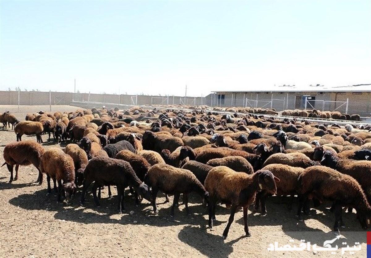 دام سبک زنده کیلویی ۳۰۰ هزار تومان شد