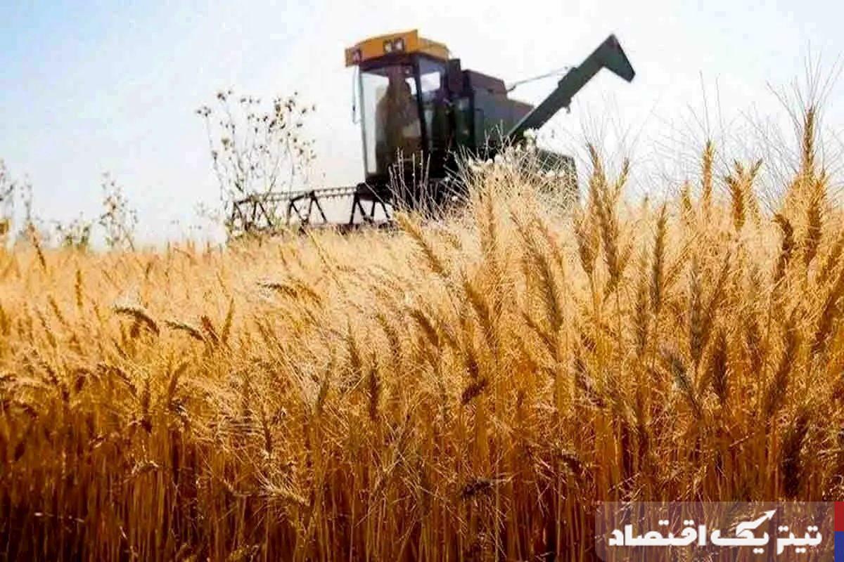 خبر جدید درباره پرداخت مطالبات گندمکاران/ قیمت واقعی گندم مشخص شد
