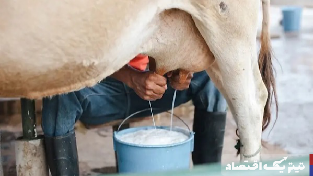 قیمت تضمینی شیر خام در سال ۱۴۰۴ ابلاغ شد