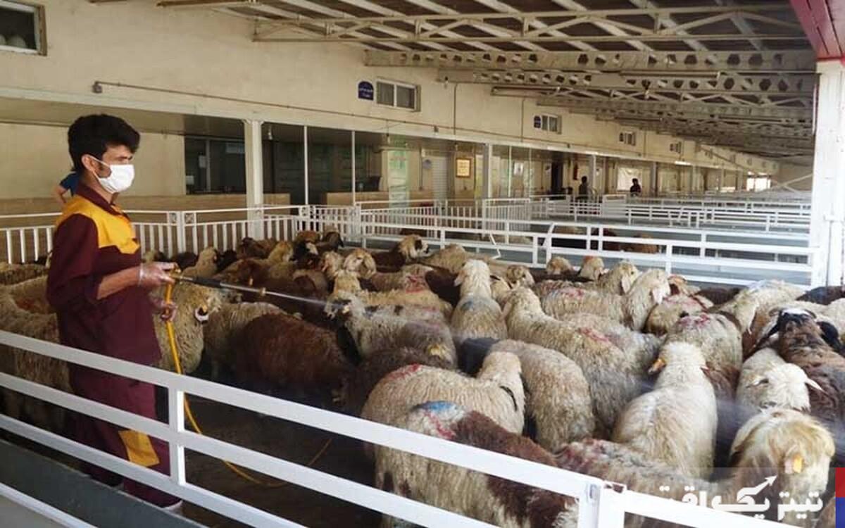 قیمت جدید دامزنده ۵ اردیبهشت ۱۴۰۴ اعلام شد + جدول