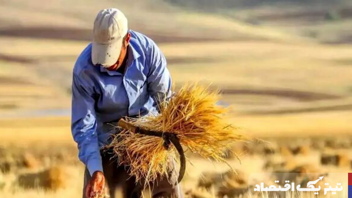 ۱۴.۸ همت به گندمکاران پرداخت شد