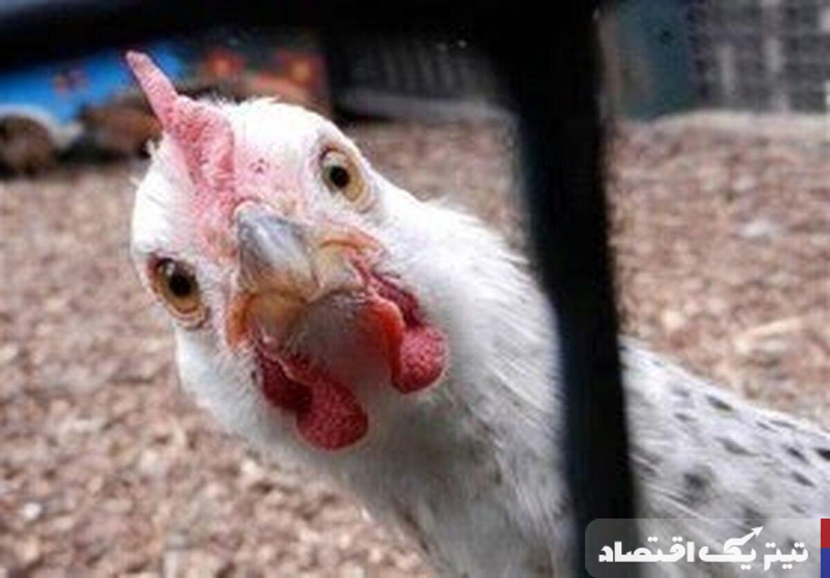 قیمت گوشت مرغ امروز ۱۱ خرداد ۱۴۰۴ + جدول