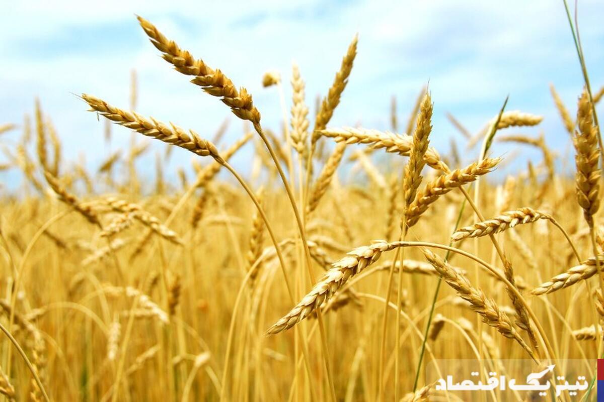 پرداخت تنها ۱۵ همت به گندمکاران از ۵۲ همت خرید تضمینی