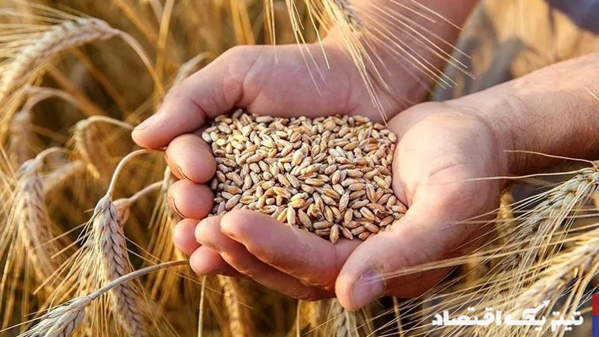 مطالبات گندم تا پایان خرداد پرداخت میشود