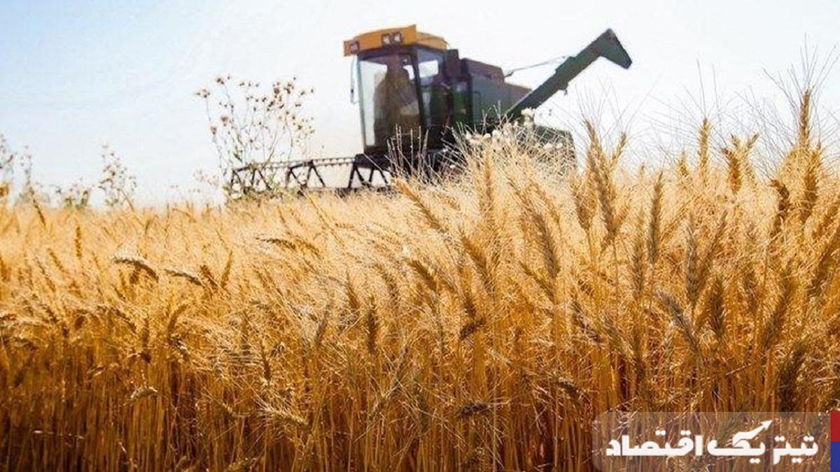 خرید تضمینی گندم به ۲ میلیون و ۹۵۰ هزارتن رسید