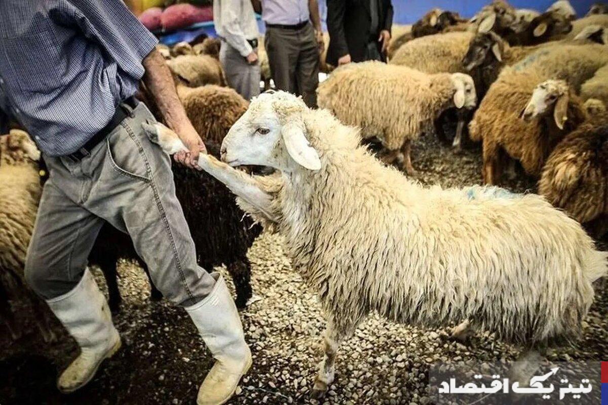 قیمت دام زنده امروز ۱۸ خرداد ۱۴۰۴+جدول