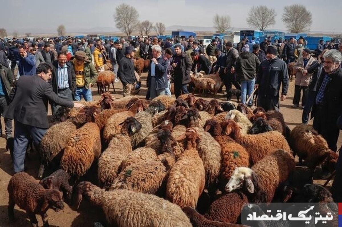 قیمت دام زنده امروز ۲ خرداد ۱۴۰۴ + جدول
