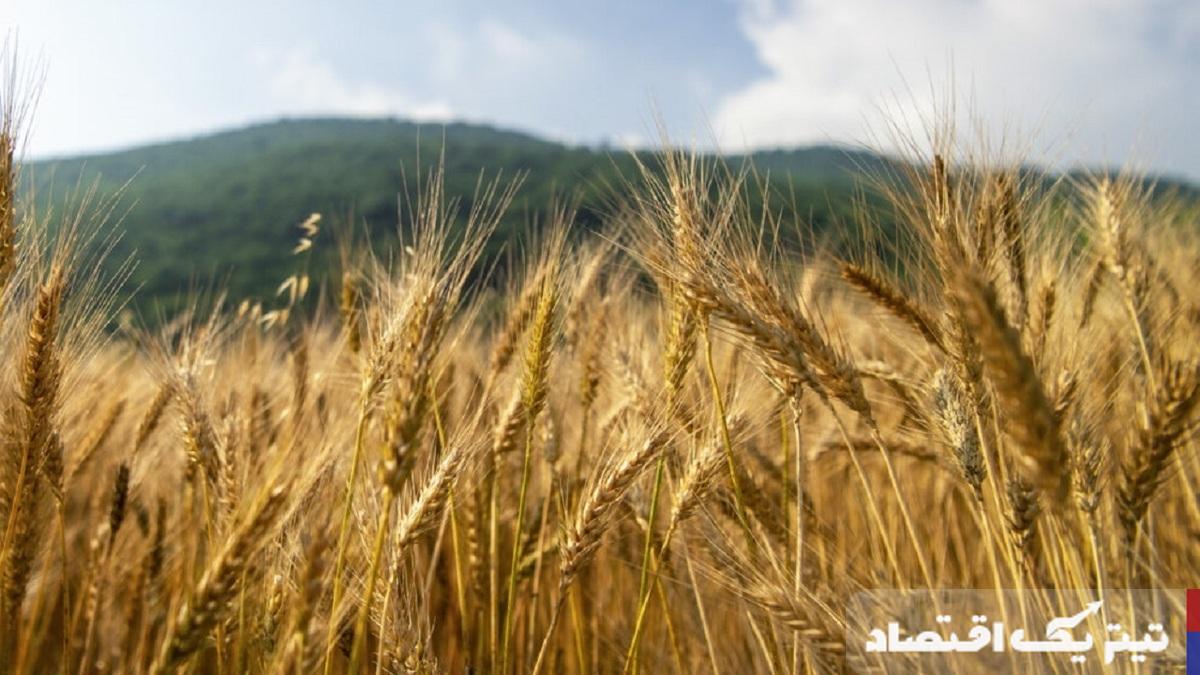 خرید تضمینی گندم ۱۰ درصد کاهش یافت