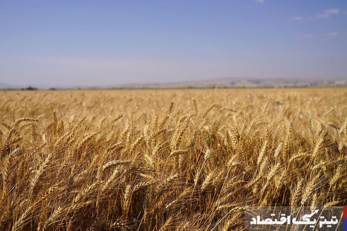 کاهش مطالبات گندمکاران به 45 همت/ خرید تضمینی گندم کاهش مییابد؟