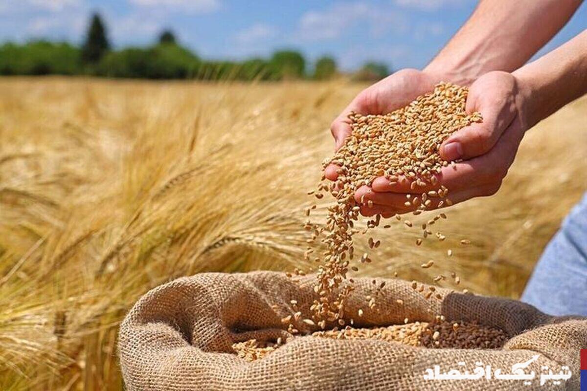 خبر خوش دولت برای گندمکاران