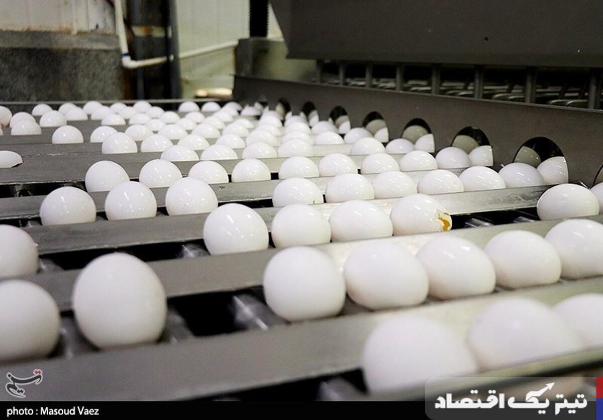 تخم مرغ درب مرغداری کیلویی ۶۱ هزار تومان شد