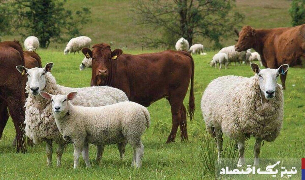 قیمت دام زنده امروز ۹ خرداد ۱۴۰۴ +جدول