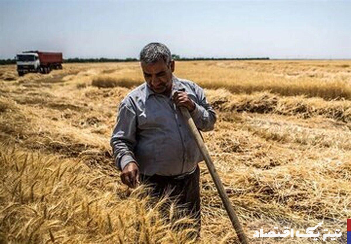 خبر بد برای گندمکاران/خبری از پرداخت طلب گندمکاران نیست!