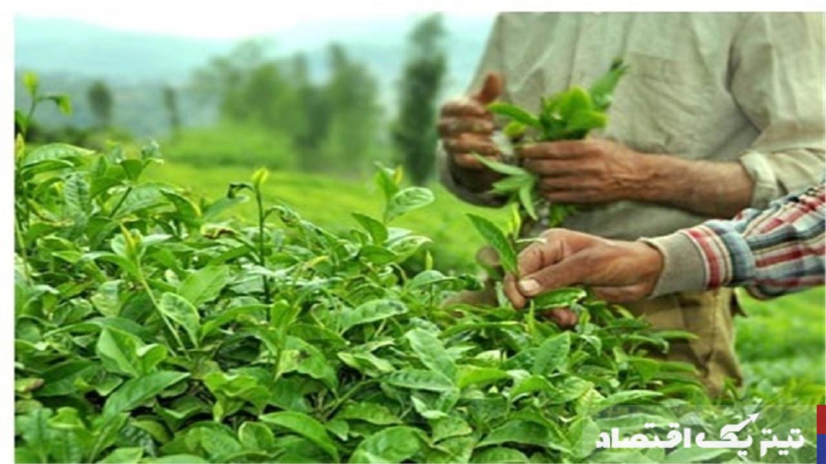 پرداخت ۶۶ درصد مطالبات چایکاران