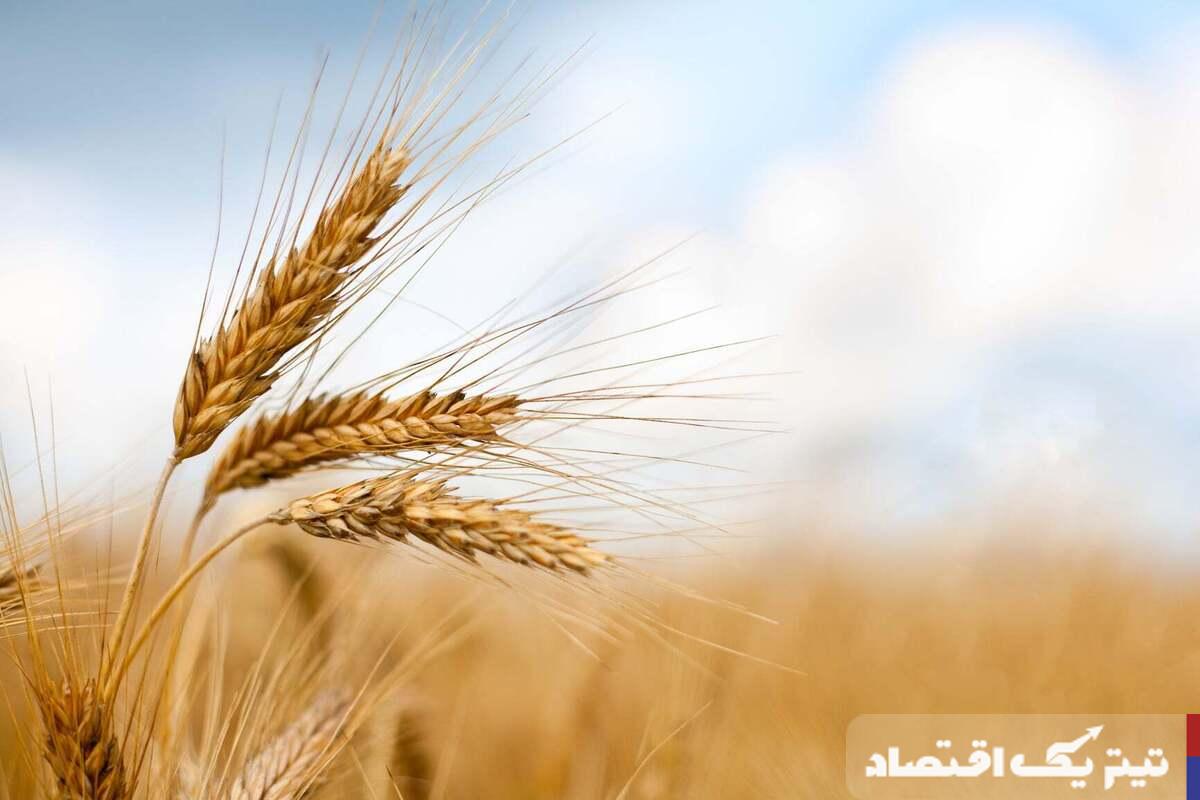 هشدار درباره تبعات تاخیر در اعلام قیمت خرید گندم