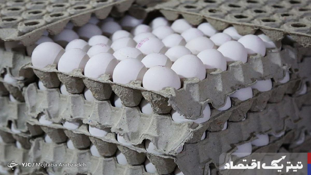 تولید تخم مرغ حداقل ۲۵ درصد افزایش مییابد/سرانه مصرف تخم مرغ به ۲۵۰ عدد رسید
