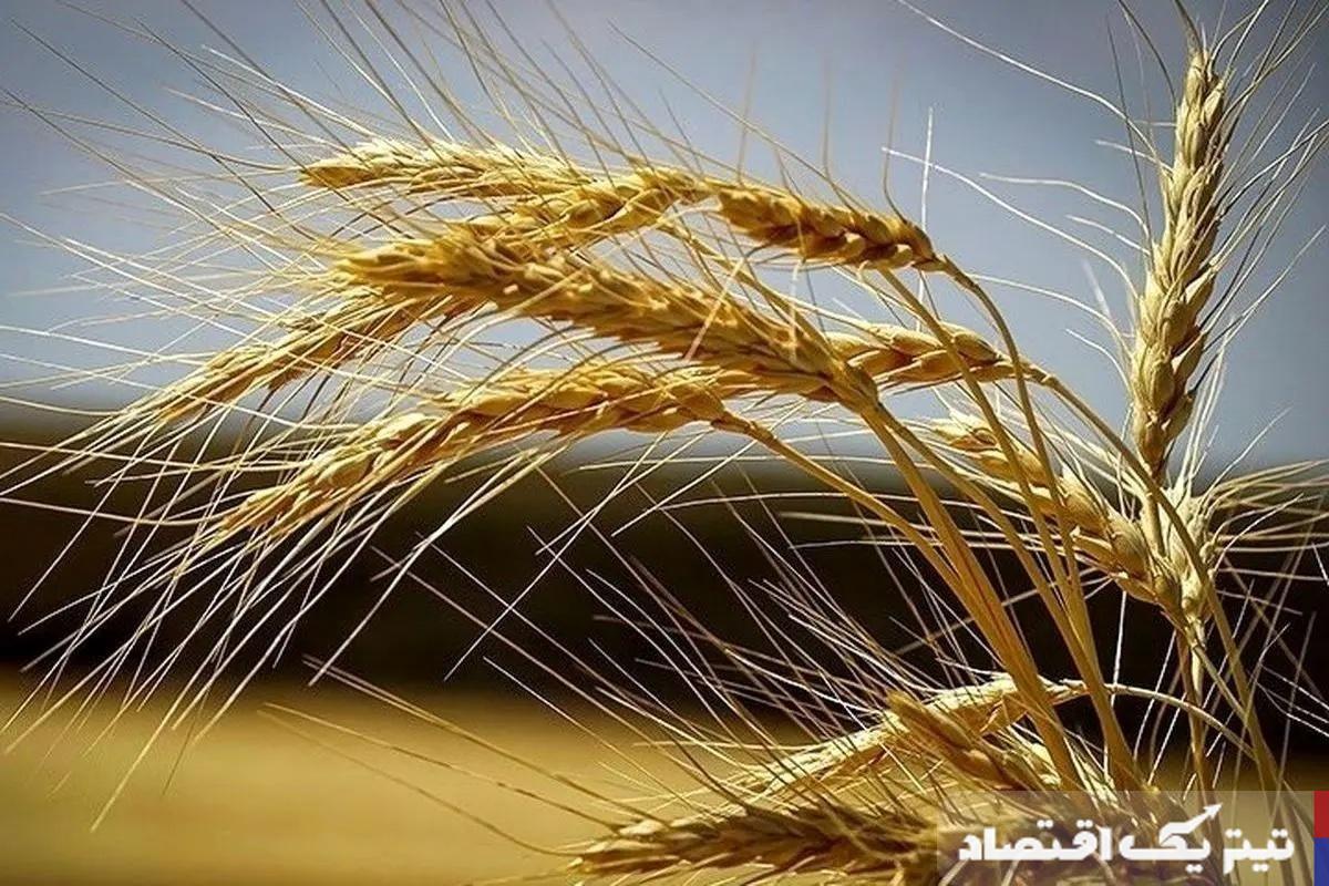 گندمکاران حتما بخوانند/ خبر مهم وزیر جهادکشاورزی درباره پرداخت مطالبات گندمکاران