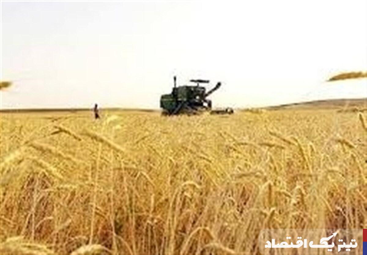 خرید تضمینی گندم از مرز ۵.۶ میلیون تن گذشت