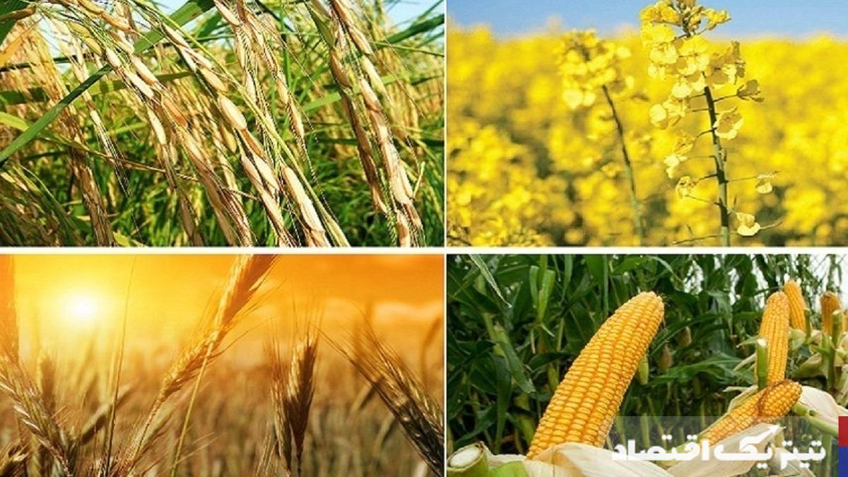 قیمت خرید تضمینی محصولات اساسی تا پایان تیرماه تعیین تکلیف میشود؟