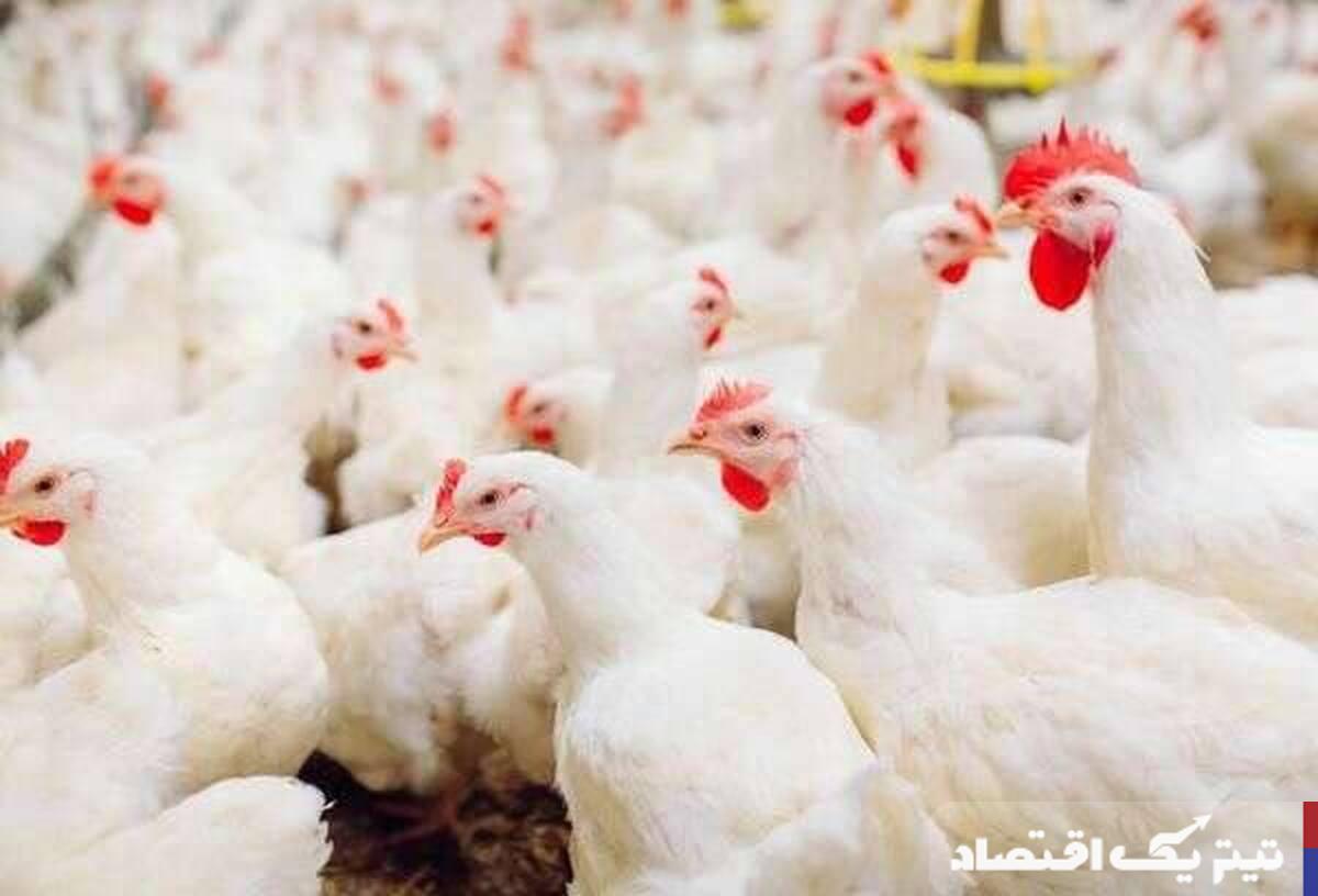 پرواز قیمت مرغ: چالشها و راهکارهای امنیت غذایی در دوران گرانی