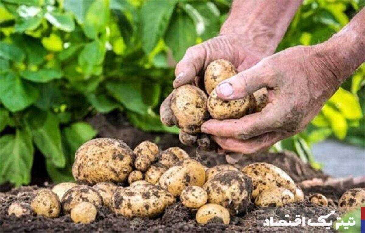 کاهش قابل توجه قیمت میوه و سبزیجات/ قیمت سیب زمینی نصف شد