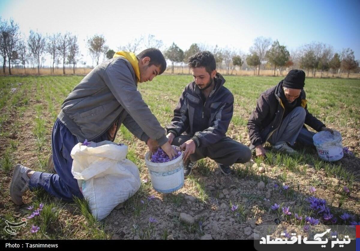۹۰ کیلوگرم طلای سرخ در بازار آتی بورس کالا دادوستد شد
