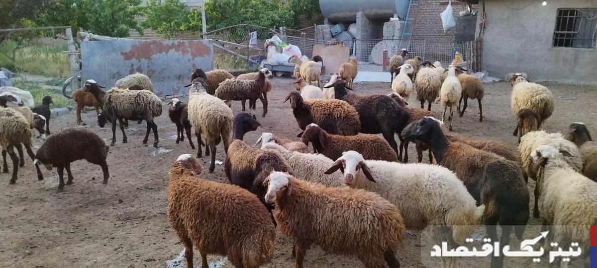 قیمت دام زنده امروز ۹ تیر ۱۴۰۴ + جدول