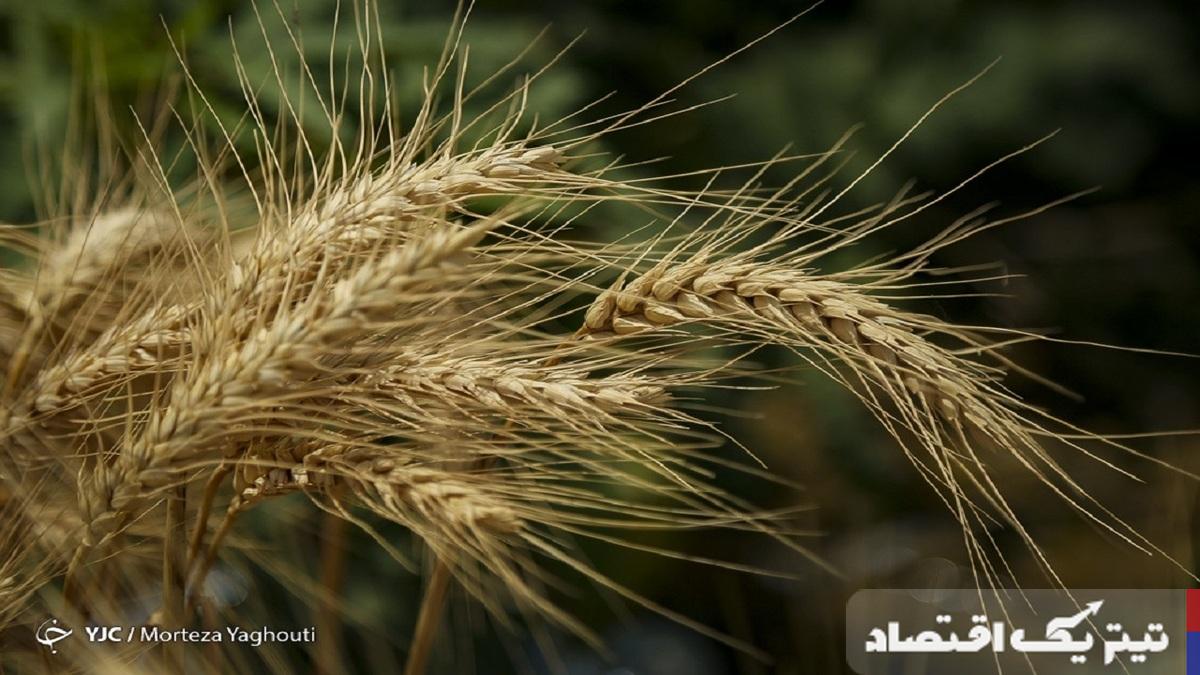 گندمکاری در اوج: خرید 6.2 میلیون تن گندم از کشاورزان!