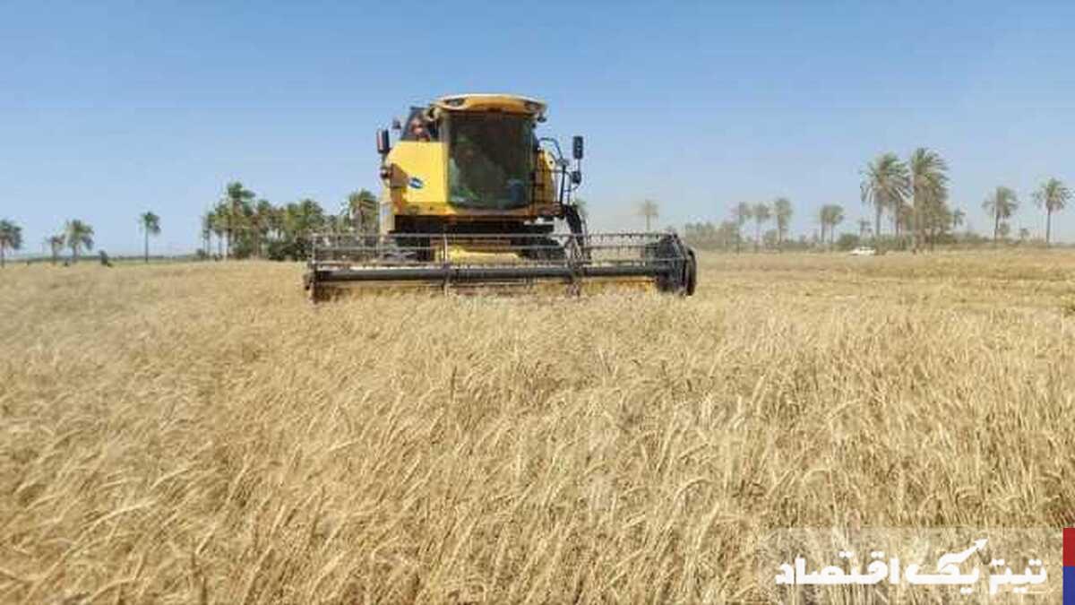 قطرهچکانی یا بحران نان؟ چالشهای پرداخت مطالبات گندمکاران