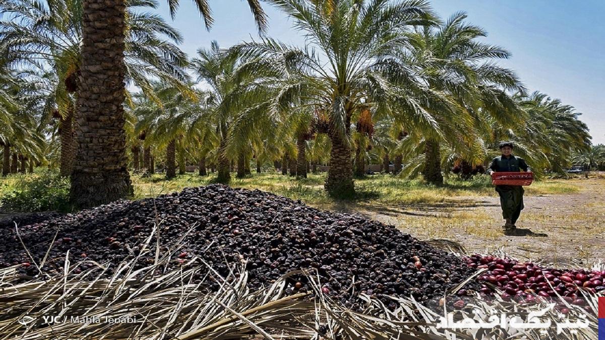 خرما در مسیر رکوردشکنی: تولید سال 1402 به 1.3 میلیون تن میرسد