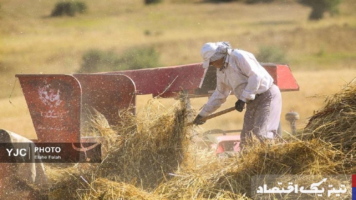 چالشهای قیمتگذاری گندم: نشستهای ناکام و ضرورت توافق
