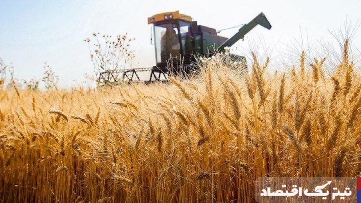 گندم در رکود: خرید تضمینی ۲۵ درصد کمتر از سال گذشته