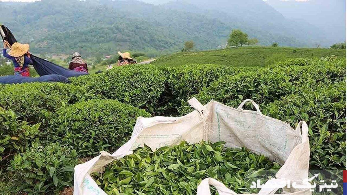 برگ سبز چای: نقطه عطفی در خرید تضمینی با 82 هزار تن