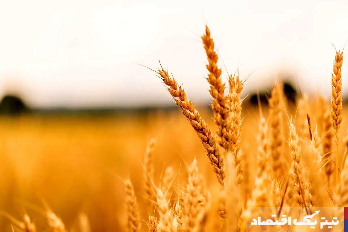 ابهام در پرداخت: گندمکاران در انتظار وعدههای وزارت کشاورزی