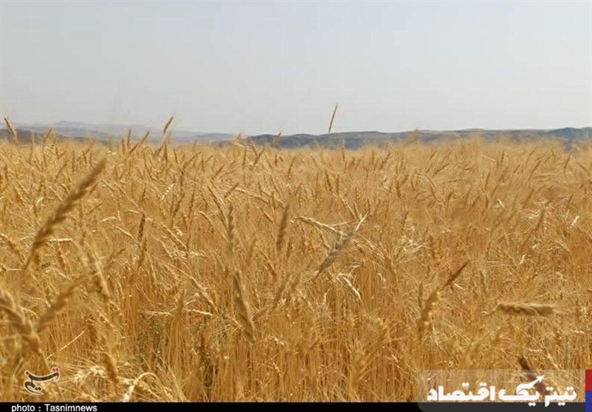 تحویل 7.7 میلیون تن گندم به مراکز خرید تا 15 شهریور و واریز 94% ارزش به کشاورزان