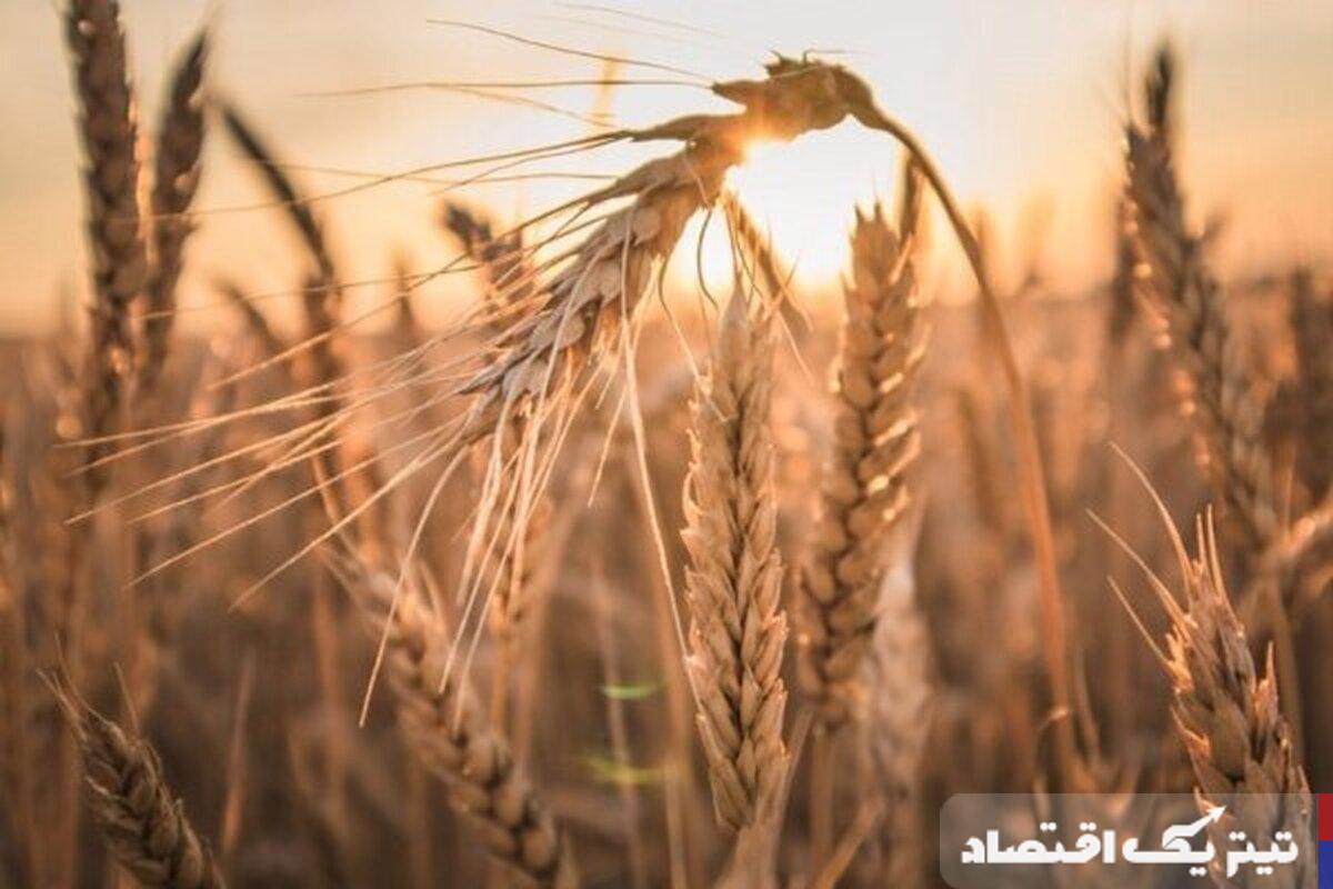 قیمت خرید تضمینی گندم برای سال زراعی جدید: جزئیات و زمان اعلام نهایی