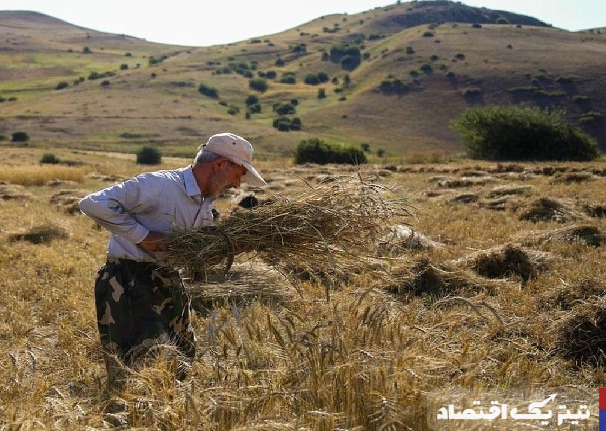 تسویه ۹۵ درصد مطالبات گندمکاران با ۱۵۰ هزار میلیارد تومان پرداختی و نقش کلیدی کشاورزان در امنیت غذایی