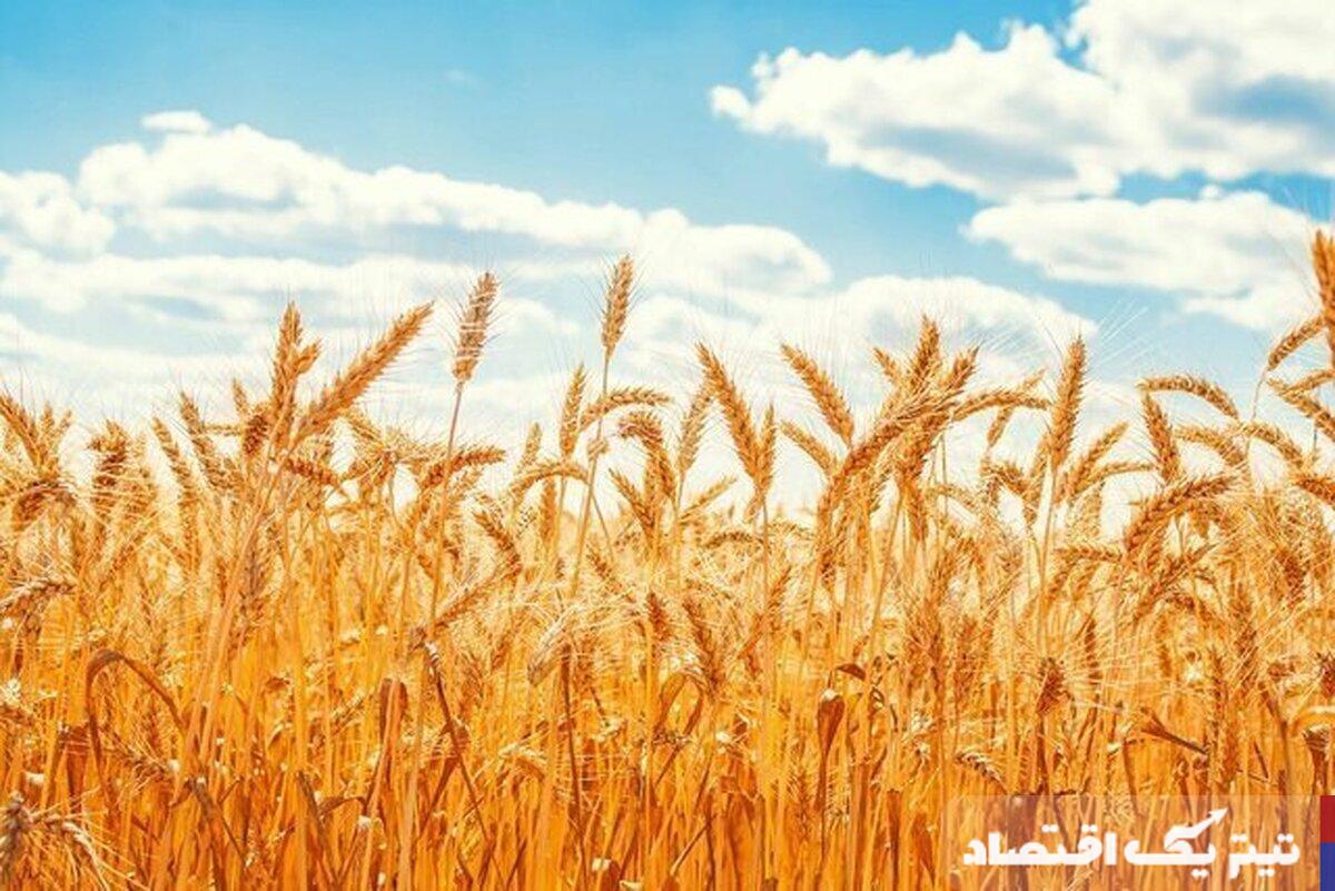 کاهش ۳۵ درصدی خرید گندم در کشور و چالشهای پیش رو